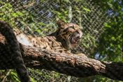 美國達拉斯動物園柵欄遭人惡意破壞　雲豹逃脫數小時園方緊急關園