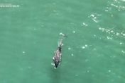 澳洲雪梨海域出現鯊魚攻擊海豚　當局緊急關閉二處海灘