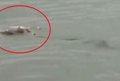 印尼4歲男童河邊戲水失蹤　2天後民眾驚見巨鱷背「無咬痕」屍體至船邊