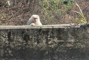 超罕見！初八梨山巧遇白色獼猴　參山處曝「和中樂透一樣難」：好彩頭