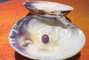 女子至餐廳享用蛤蜊料理突咬硬物...下一秒嘴裡吐出價值13萬紫珍珠