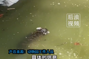 小老虎在水塘溺斃一夜才被發現　上海動物園：正在調查