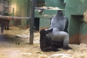 影/太嗨了！動物園大猩猩激戰「狂扭60秒」　幼猩好奇觀戰還亂拍屁股打擾