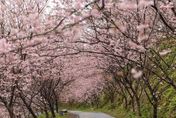 櫻花季開跑不用擠武陵　北台「三處」紅、白櫻花綻放