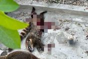 讓人不捨！壽山動物園驚傳浣熊啃食同伴　「命案現場滿地鮮血」嚇壞遊客