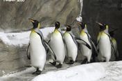 影/動物園國王企鵝「邁向老齡化」　派「小鮮肉」去Xpark相親力拼下一代