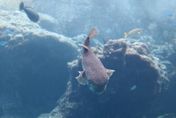 日本福岡傳出大量河豚死亡！沙灘上魚屍遍佈　專家：前所未見