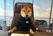 見過推特新「總柴」！馬斯克拱愛犬當CEO　笑稱「牠比其他傢伙好多了」