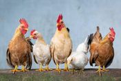 不只雞蛋大漲！禽流感疫情蔓延到中南美洲　「雞肉供應」受威脅恐也會漲！