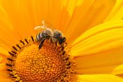 搶救蜜蜂！台灣國輻中心「破解蜜蜂病毒」　獲登頂尖期刊