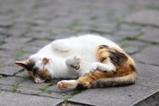 越南非法屠宰場查獲4噸冷凍貓屍「等著上餐桌」　當地人信貓骨可治氣喘、骨質疏鬆