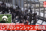 旅日母熊貓「香香」今返陸　日本民眾只有2分鐘和香香說再見