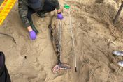 鯨豚墳場！金門1周3起「窄脊露脊鼠海豚」擱淺　魂斷沙灘死因不明