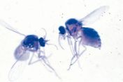 小黑蚊「不吸血就無法繁殖」！專家呼籲：應避免遭叮咬