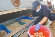 蛋荒問題雪上加霜！嘉義六腳鄉蛋雞場爆禽流感　逾3.6萬隻遭撲殺