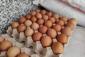 缺蛋延燒！蛋雞再減22萬隻　農委會曝下批澳洲蛋最快本周到