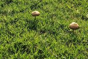 影/ 新竹棒球場草皮長出一朵朵「小香菇」！網全驚呆：菇息養堅
