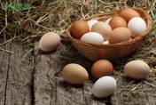 愛吃「生蛋」當心掉髮！營養師破解「雞蛋6迷思」冷藏別洗、橘蛋黃沒更補！