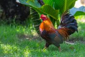 不滿啼聲擾人清夢　峇里島遊客請願抗議公雞「噪音問題」