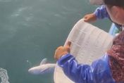 影/漁民捕獲1公尺銀白色「特別生物」　專家曝保育狀態「極度瀕危」