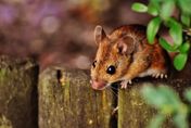 最新研究顯示紐約老鼠身上有新冠病毒　專家憂心經由鼠群傳播恐出現新變異株