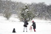 英國3月突下雪　網友驚歎「一夜回冬」