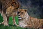 日本首例！和歌山動物園2獅子感染新冠死亡　初判遭確診飼養員傳染