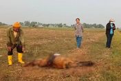 泰國牛隻神秘死亡...臟器外露、遭挖眼　殘忍手法村民驚：是「鬼狗」幹的