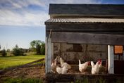新商「雞」！受禽流感影響蛋價飆漲　美國民眾向農場「租雞」自給自足