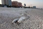 美佛羅里達海岸「赤潮」襲擊引發生態浩劫　大量海洋生物死亡、居民呼吸困難