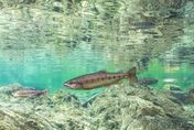 數量增60倍創新高！「國寶魚」櫻花鉤吻鮭復育有成　野外破1.5萬尾