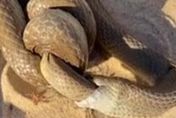 男子遇2巨蛇海灘猛烈交纏！　意外拍下最致命毒蛇互食情況