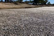 熱浪不斷！澳洲小鎮河流驚現「百萬條死魚」...專家憂：生態環境承受極端壓力