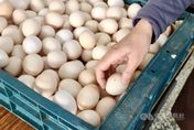 北市蛋商公會擬「無限期休市」抗議凍漲蛋價　農委會回應了