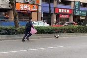影/斜槓抓雞！台北街頭公雞奔飛 　警垃圾袋狂追90分鐘「落網」