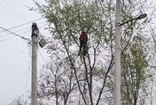 影/80歲嬤爬「12公尺高」榆樹摘果　一待「5小時」鄰居全嚇壞：快下來！