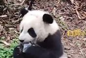 影/垃圾怎麼會在那？熊貓嚼食遊客掉落口罩　影片曝光網呼籲：請文明遊園