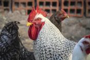 「H5N1」禽流感再現身！彰化動防所全副武裝緊急撲殺190隻肉鴨
