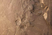 大陸西北發現1.7億年「花果化石」　曾和侏儸紀恐龍一起生活