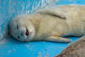 還不睡「豹」！北海道水族館小海豹上班偷睡覺　萌樣吸引270萬人搶看