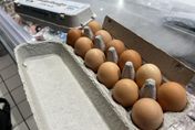 影/北市議員揭農業部「殘缺資料」　曝義美使用巴西蛋