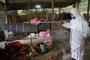 養雞場再爆禽流感！竹縣撲殺313隻　睽違4年首發「高病原性禽流感」案例