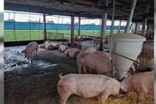 雲林豬農66隻大豬被偷遭賤賣　警方破案「已都變成豬肉」