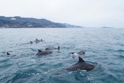 影/航行驚見「海豚暴走」　遊客連假登小琉球：太值回票價了！