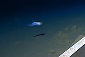影/日本8336公尺深海蝸牛魚　獲金氏紀錄最深海魚