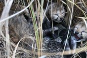 影/「豹」上名來！印度70年來首迎獵豹寶寶誕生　喜辦命名比賽