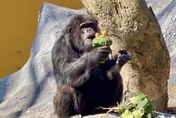 影/最壞身教！男童丟食物餵黑猩猩　家長竟「拍手叫好、支援食物」