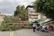 快訊/南機場夜市12米路樹突斷裂倒塌　機車騎士路過慘遭壓傷