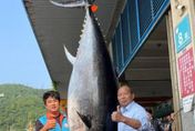 黑鮪魚季拉序幕！320kg「蘇澳第一鮪」進港　近10年最肥大