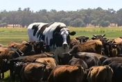 「鶴立雞群」！澳洲現動物界巨無霸乳牛　離打破世界紀錄僅差8公分